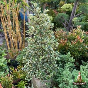 Jual Pohon Beringin Kupu Kupu