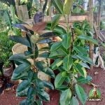 Jual Pohon Karet Kebo Berkualitas: Solusi Tanaman Hias Mewah & Pembersih Udara