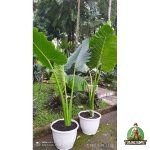 Jual Pohon Sente – Harga Murah & Berkualitas