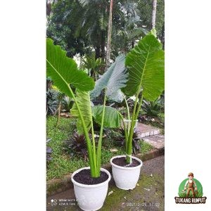 Jual Pohon Sente