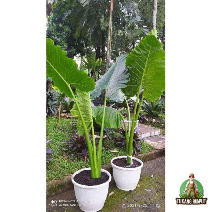Jual Pohon Sente