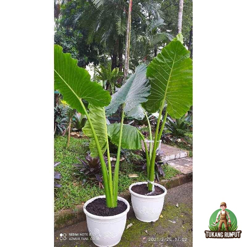 Jual Pohon Sente