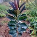 Jual Pohon Karet Kebo Berkualitas: Solusi Tanaman Hias Mewah & Pembersih Udara