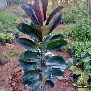 Jual Pohon Karet Kebo Berkualitas: Solusi Tanaman Hias Mewah & Pembersih Udara