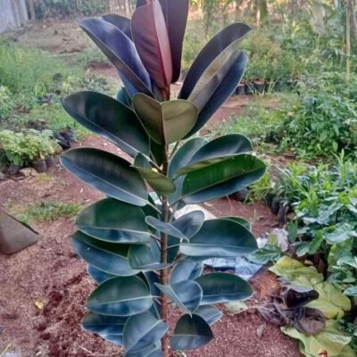 Jual Pohon Karet Kebo Berkualitas: Solusi Tanaman Hias Mewah & Pembersih Udara