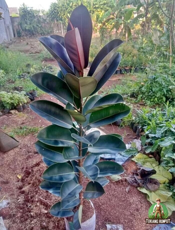 Jual Pohon Karet Kebo Berkualitas: Solusi Tanaman Hias Mewah & Pembersih Udara