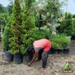 Pohon Pucuk Merah Tinggi 1.5 Meter