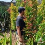 Pohon Pucuk Merah Tinggi 2 Meter