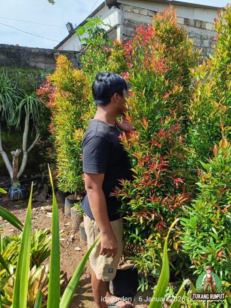 Pucuk Merah untuk Pagar Hidup dan Pembatas Taman