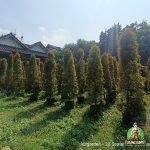 Pohon Pucuk Merah Tinggi 3 Meter