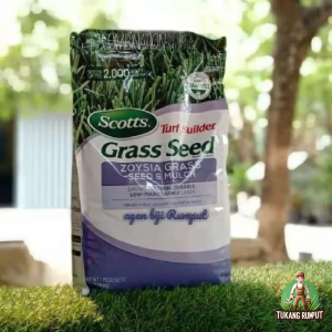 Jual Benih Biji Rumput Zoysia Matrella Harga Murah