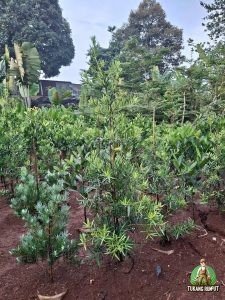 Cara Menanam Pohon Lohansung