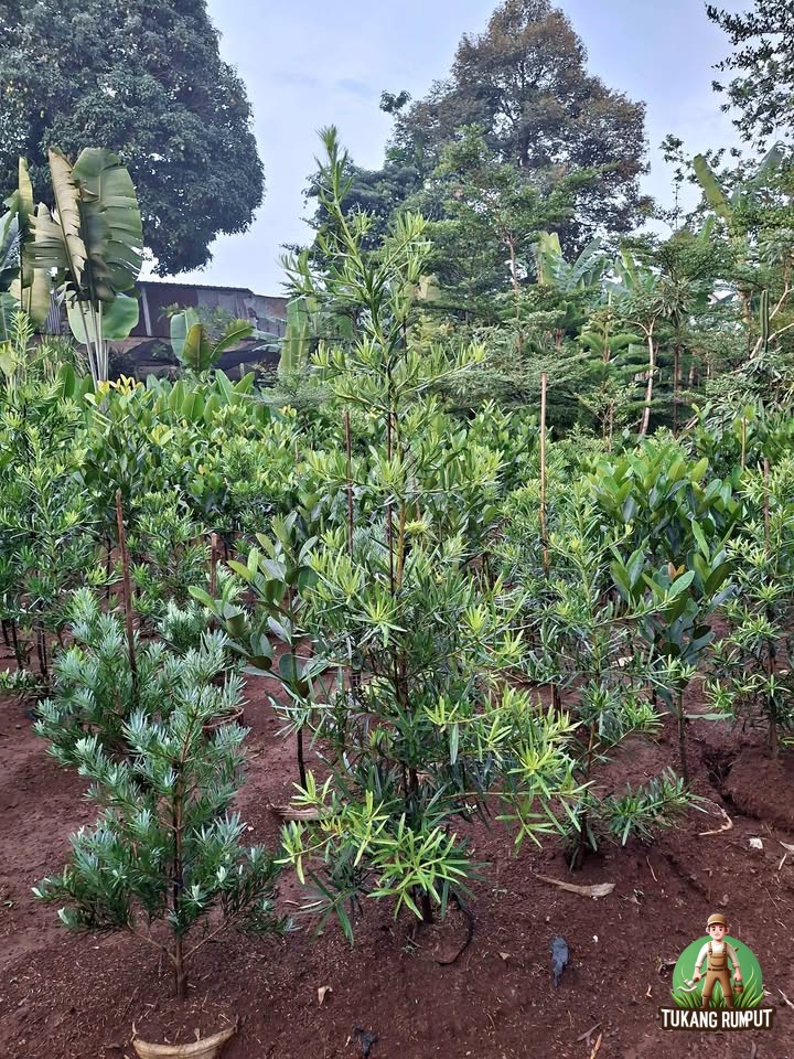 Cara Menanam Pohon Lohansung