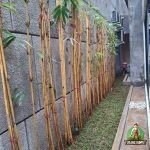 Hasil Penanaman Bambu Kuning di Bekasi