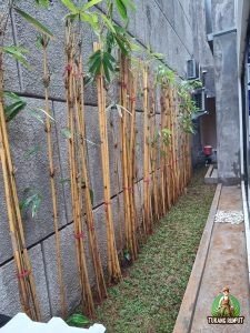 Hasil Penanaman Bambu Kuning di Bekasi