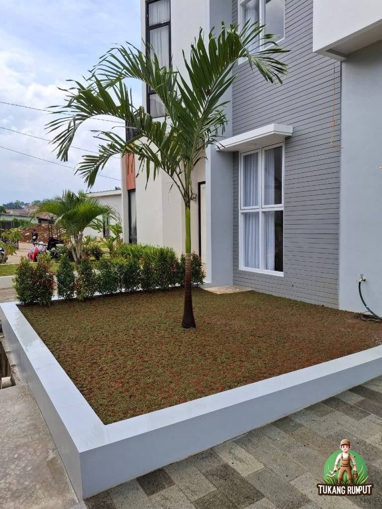 Pembuatan taman minimalis di dramaga Bogor dengan pohon pucuk merah, rumput gajah mini dan pohon palem putri