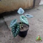  Jual Pohon Alocasia Dragon Scale - Tanaman Hias Eksotis dengan Harga Terjangkau