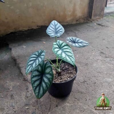 Jual Pohon alocasia dragon scale