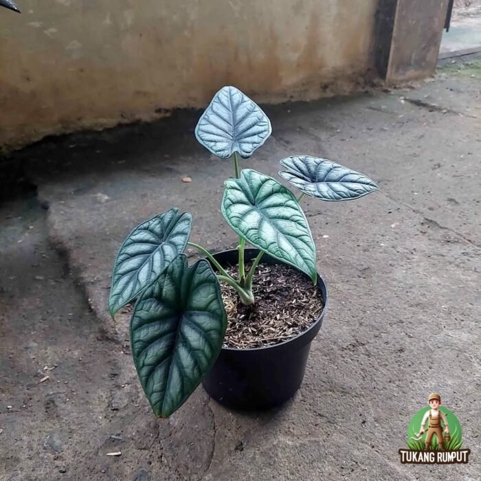 Jual Pohon alocasia dragon scale