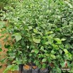 Jual Pohon Teh-Tehan Tanaman Pagar