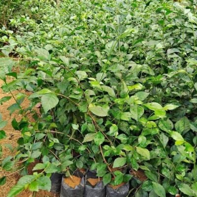 Jual Pohon teh tehan tanaman pagar