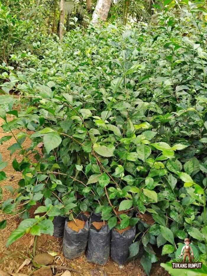 Jual Pohon teh tehan tanaman pagar