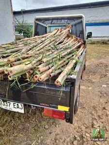 Masalah Umum pada Bambu Jepang