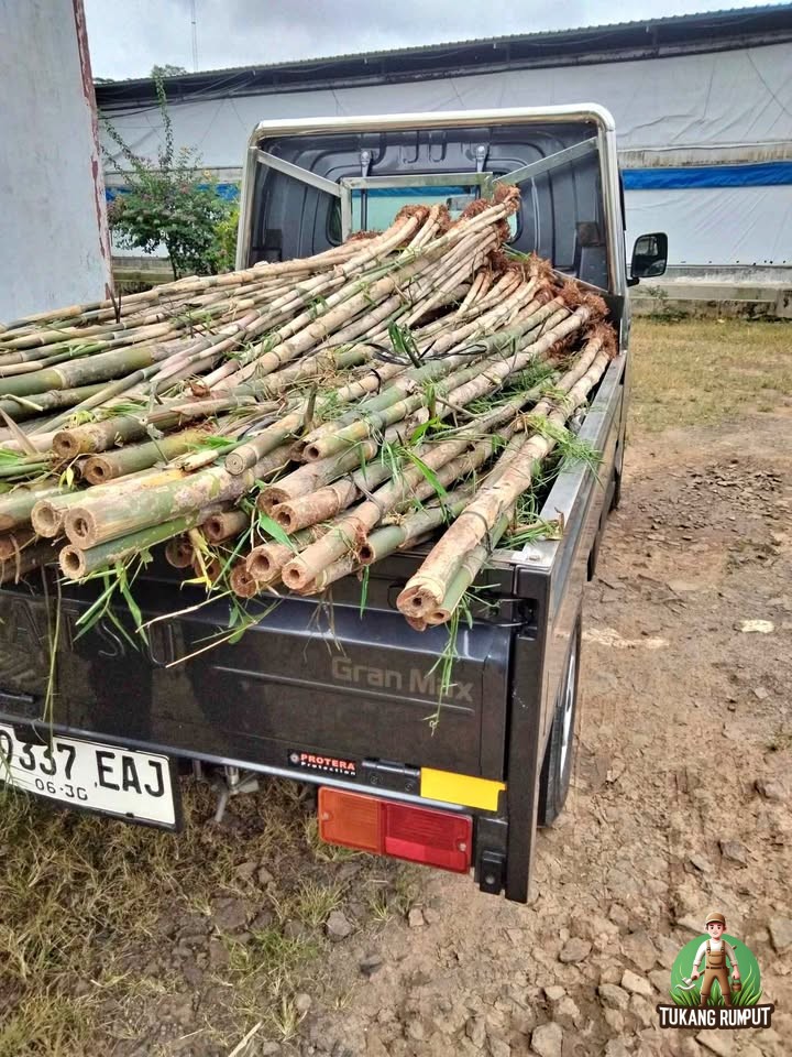 Masalah Umum pada Bambu Jepang