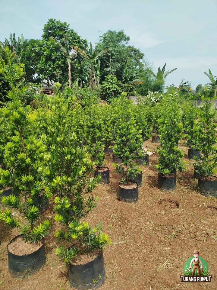Mengenal Pohon Lohansung Ciri-Ciri, Manfaat, dan Kelebihannya
