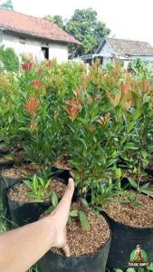 Mengenal Pohon Pucuk Merah Ciri-Ciri, Manfaat, dan Kelebihannya untuk Taman