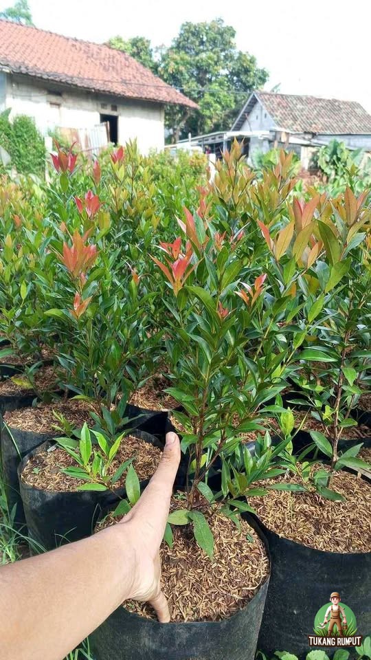 Mengenal Pohon Pucuk Merah Ciri-Ciri, Manfaat, dan Kelebihannya untuk Taman