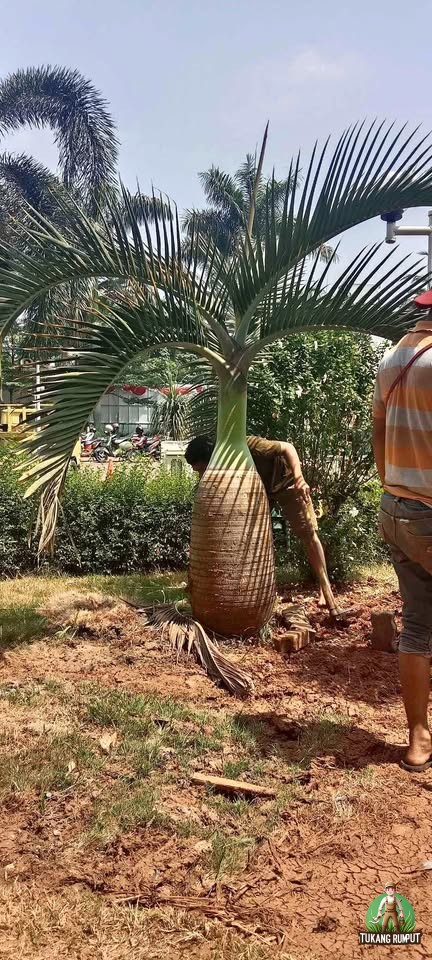 Masalah Umum pada Palem Botol