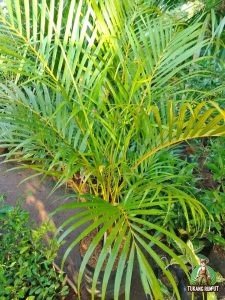 Palem kuning kering setelah ditanam bisa disebabkan stres pindah tanam, kurang air, terlalu banyak air, akar rusak, media buruk, atau panas ekstrem. Simak cara mengatasinya.
