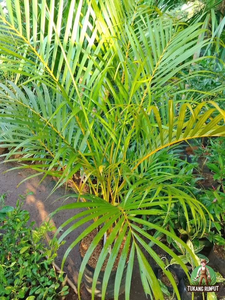Palem kuning kering setelah ditanam bisa disebabkan stres pindah tanam, kurang air, terlalu banyak air, akar rusak, media buruk, atau panas ekstrem. Simak cara mengatasinya.
