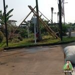 Pemasangan Pohon Palem Raja di Cikupa