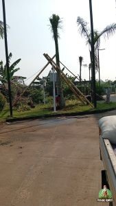 Pemasangan Pohon Palem Raja di Cikupa