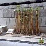 Penanaman Bambu Jepang di Bekasi