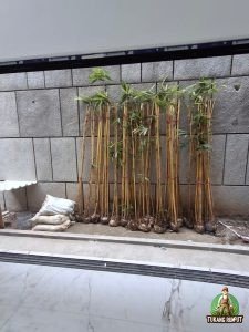 Penanaman Bambu Jepang di Bekasi