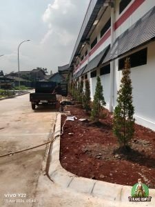 Penanaman Pucuk Merah di Cibinong