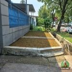 Penanaman Rumput Gajah Mini