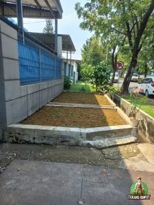 Penanaman Rumput Gajah Mini