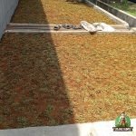 Penanaman Rumput Gajah Mini di PT Southern Tristar