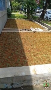 Penanaman Rumput Gajah Mini di PT Southern Tristar