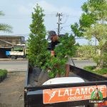 Pengiraman Pohon Lohansung Ke Lenteng Agung