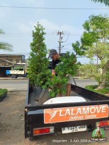 Pengiraman Pohon Lohansung Ke Lenteng Agung