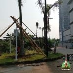 Project Pergantian 1 pohon palem raja di cikupa