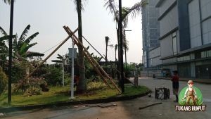 Project Pergantian 1 pohon palem raja di cikupa