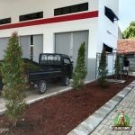 Proses Penanaman Pohon Pucuk Merah di Cibinong