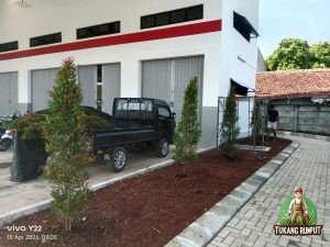 Proses Penanaman Pohon Pucuk Merah di Cibinong
