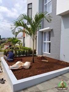 Proses Penanaman Pohon Pucuk merah di Dramaga Bogor